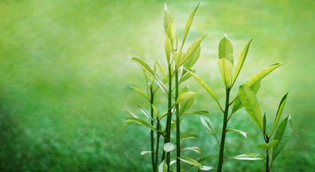 Young Green Leaves in Nature, Symbolic of Growth and Exuberanceの写真素材