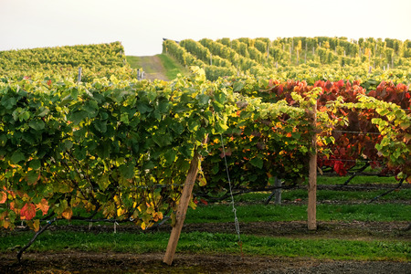 Rows of Vineyard Grape in Fall and Autumn Season. Landscape of Winery Farm Plantation,Taken before Sunsetの写真素材