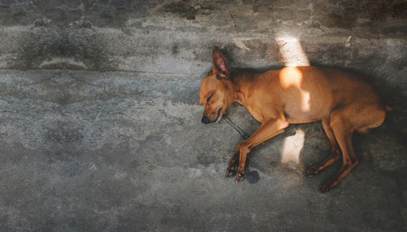 Brown Puppy Dog Sleeping on the Floor, Outside the house. Top Viewの写真素材