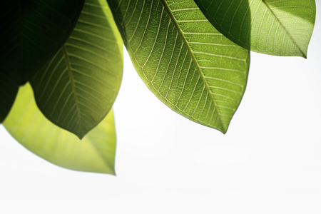 Green Leaf in Summer or Spring. Natural Sunlight Shining Through the Tree. Concept for Earth Day and Ecologyの写真素材