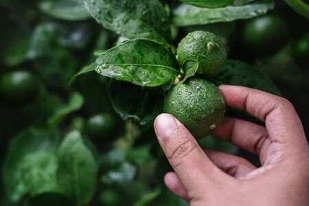 Closeup of Farmer's Hand Picking a Fresh Green Lemon in Organic Farm. Native to Southeast Asia. Shot...