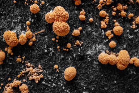 Closeup of Mold. Yellow Mold Growing on background. Microbiology lifeの写真素材
