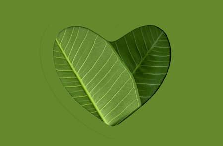 Environmental and Health Care Concept. Green Leaf in Shape of Heart. Green Energy, Renewable and Sustainable Resourcesの写真素材