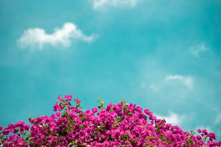 Colorful Pink Bougainvillea Flower against Blue Sky in Summer. Bright Sunny Day. Empty Space for textの写真素材