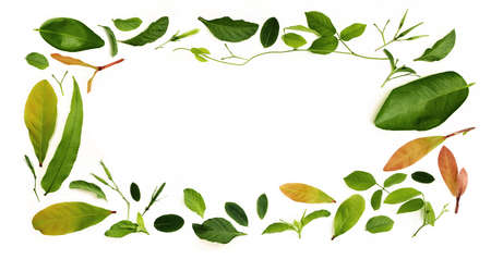 Various Isolated Leaf Lay on White background as Rectangle Frame Shape. Design for Decoration. Top View. Clean and Minimalistの写真素材