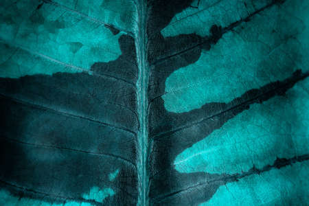 Dry Blue Leaf Texture Background. Close-up Macro and Selective focus.の写真素材