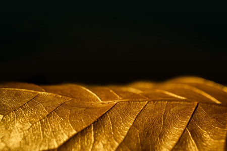 Golden Leaf Texture Background. Close-up and Selective focus.の写真素材