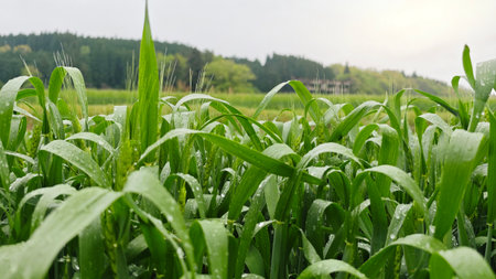 Young green wheat growing in an agricultural field, sustainable farming, natural growth, and food...