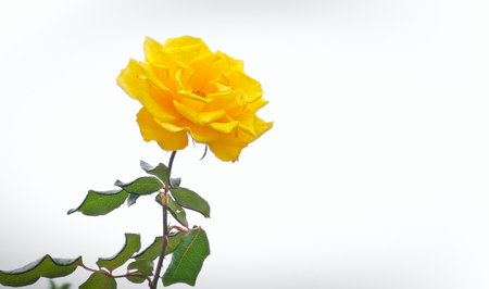 Bright yellow rose in full bloom, symbolizing friendship, positivity, joy, and the warmth of affection.の写真素材