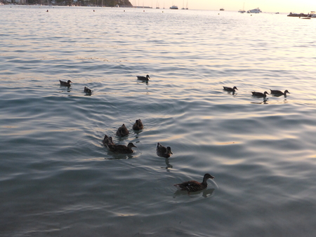 Familyの写真素材