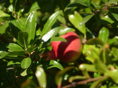 Fruitの写真素材
