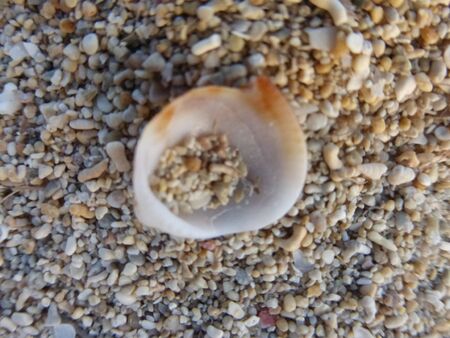 Macro photo, taken on the beach
