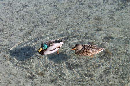 ducks swimming on the lake in winter, closeup of photoの写真素材