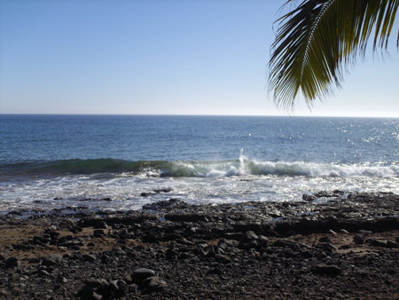 Tropical beach with a palm tree on the island of Lanzaroteの写真素材