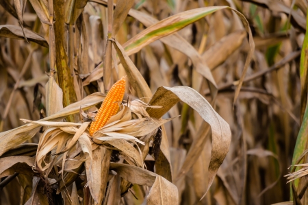 ripe cornの写真素材