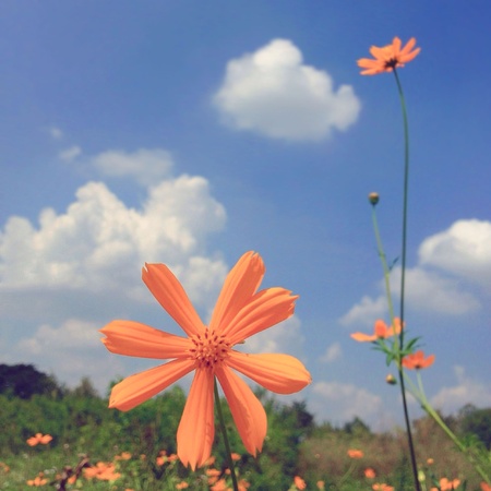 Cosmos in blue skyの素材
