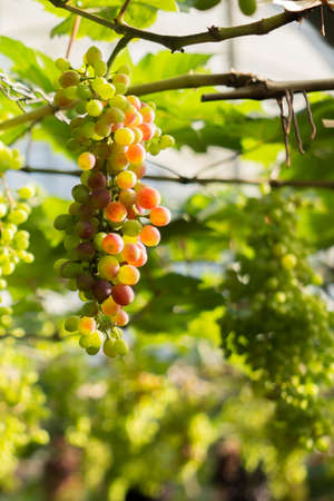 unripe Red grapes with green leaves on the vine  fresh fruits in vineyard
