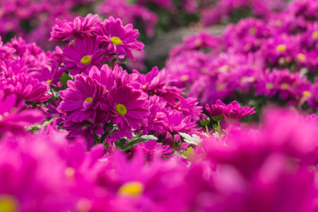 Pink Chrysanthemum Flower  Shallow Depth Of Field の写真素材