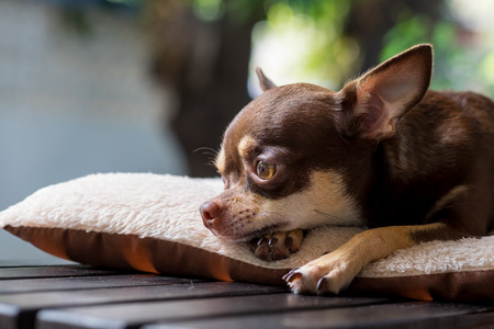 Sleepy cute short hair chihuahua lay on mattress.の写真素材