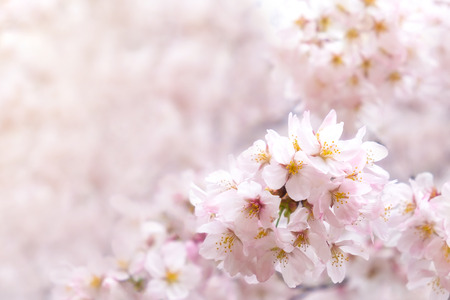 Sakura cherry blossom flower bloom in spring season. Vintage sweet soft tone.の写真素材