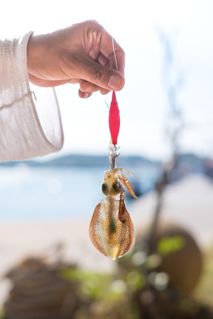 Fisherman hold fishing tackle with squid biting the hook.の写真素材