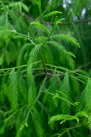 Branch of the pineの写真素材