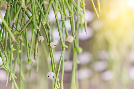 loseup to Milk Bush/ Indian Tree Spurge on a blurred Backgroundの写真素材