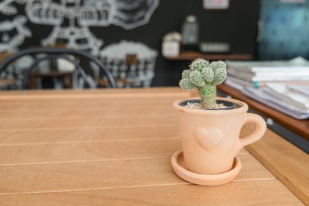 cactus plants in a pot on a wooden tableの写真素材