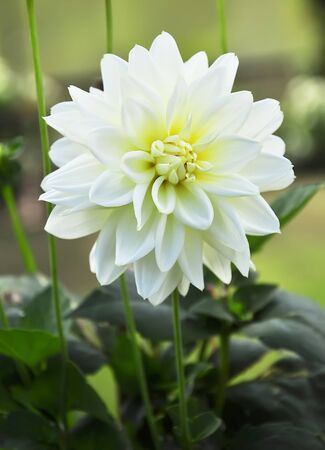 Flower in white was taken from Chiang Mai の写真素材