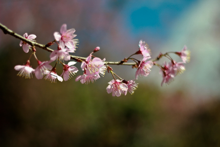 Prunus cerasoidesの写真素材