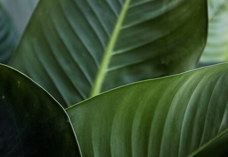 greeen leavesの写真素材