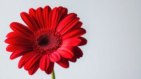 This striking red flower showcases its vibrant petals and intricate center. Perfect for nature lovers and floral designs, it adds cheer and beauty to any project.の素材