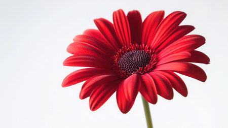 A striking red Gerbera flower with vivid petals stands out against a clean white background, evoking feelings of beauty and freshness. Perfect for floral themes.の素材
