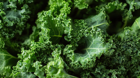 A stunning close-up image of fresh green kale leaves showcasing their vibrant textures and intricate details, perfect for healthy food references.の素材