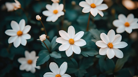 A captivating image showcasing beautiful white flowers with yellow centers set against lush green foliage, evoking a sense of tranquility and peace.の素材