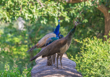 Rajasthan, India - between Delhi and Pakistan, a desertic region where a wide range of wildlife can be seen at close range: birds, deers, monkeys, moongooses, 100% wild and freeの写真素材