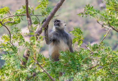 Rajasthan, India - between Delhi and Pakistan, a desertic region where a wide range of wildlife can...