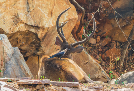 Rajasthan, India - between Delhi and Pakistan, a desertic region where a wide range of wildlife can be seen at close range: birds, deers, monkeys, moongooses, 100% wild and freeの写真素材