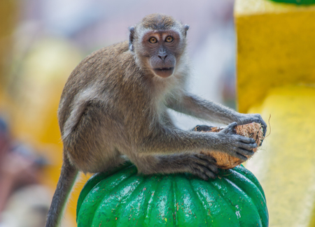 Batu Caves, Malaysia - The cave is one of the most popular Hindu shrines outside India, and is...