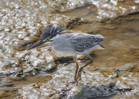 Penang Island (Malaysia) - famous for the food, the beaches and the hospitality, the island of Penang offers an amazing variety of wildlifeの写真素材