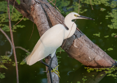 Chiang Mai, Thailand - one of the main reasons to visit Thailand is the stunning nature and the possibility to glimpse the variety of the wildlife, expecially reptiles and birds of every sort and sizeの写真素材