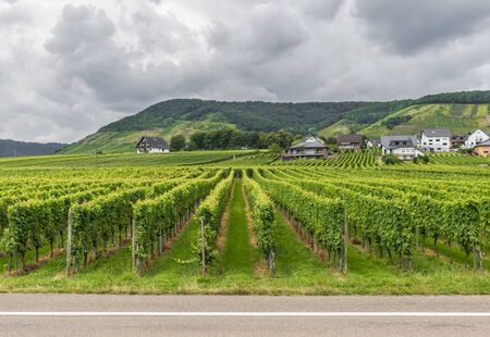 Moselle Valley, Germany - famous for its white wine production, the Moselle valley offers one of the most astonishing landscapes of Germany, with its villages, vinyards and castlesのeditorial素材