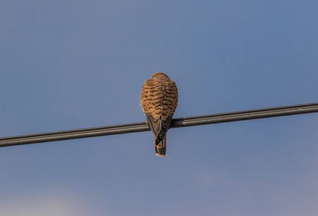 Dogubeyazit, Turkey - the Turkish border with Iran shows turkish, persian and armenian heritage, and an amazing display of birds of preyの写真素材