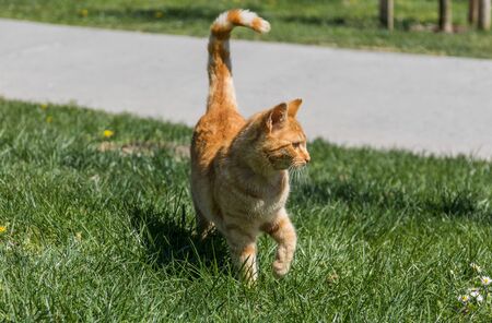 Istanbul, Turkey - many places in the World display cats colonies, but nothing is comparable to Istanbul, where cats are found basically at every corner of the city, and loved by the inhabitantsの写真素材
