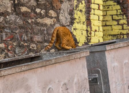 Istanbul, Turkey - many places in the World display cats colonies, but nothing is comparable to Istanbul, where cats are found basically at every corner of the city, and loved by the inhabitantsの写真素材