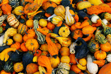 Several Pumpkinsの写真素材