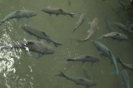 Fishes swimmingの素材