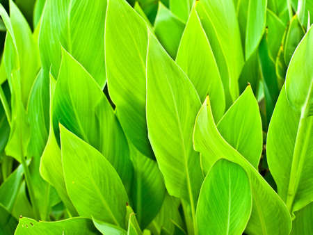green canna leaves backgroundの写真素材