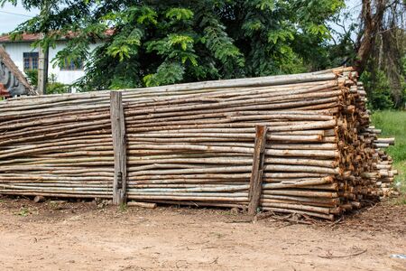 eucalyptus treeの写真素材