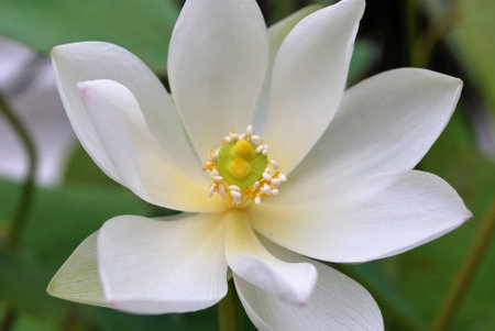White Lotus Flowerの写真素材